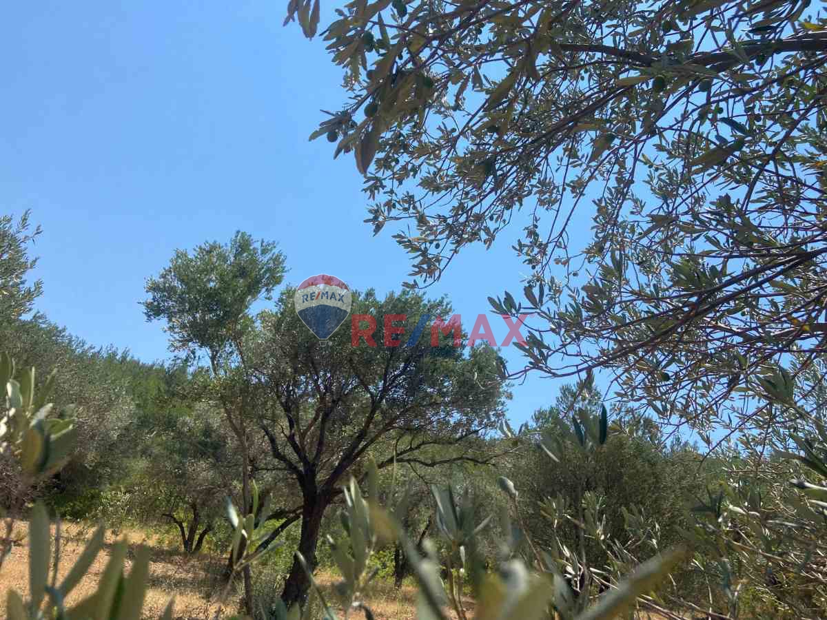 BERGAMA YUKARI ILGINDERE DE SATILIK ZEYTİNLİ TARLA