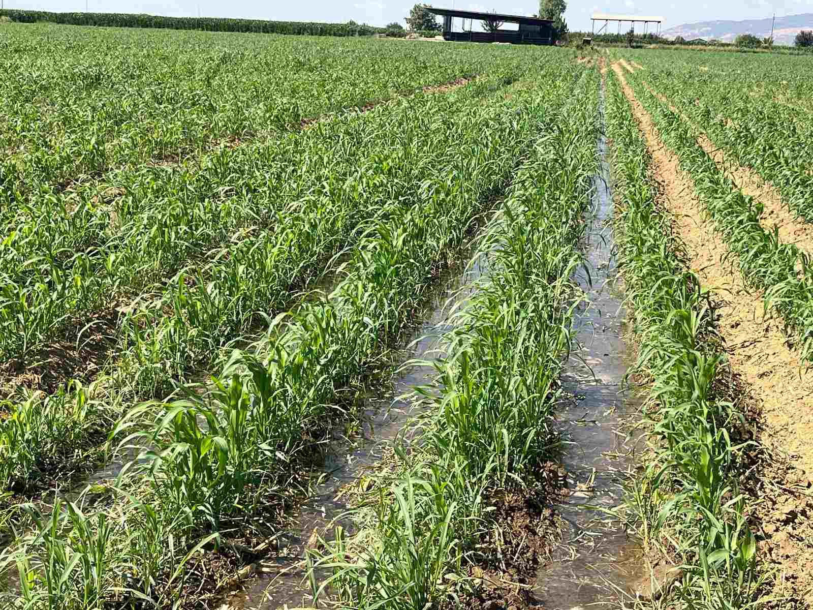 ÖDEMIŞ KARAKOVA BÖLGESINDE VERIMLI TARLA