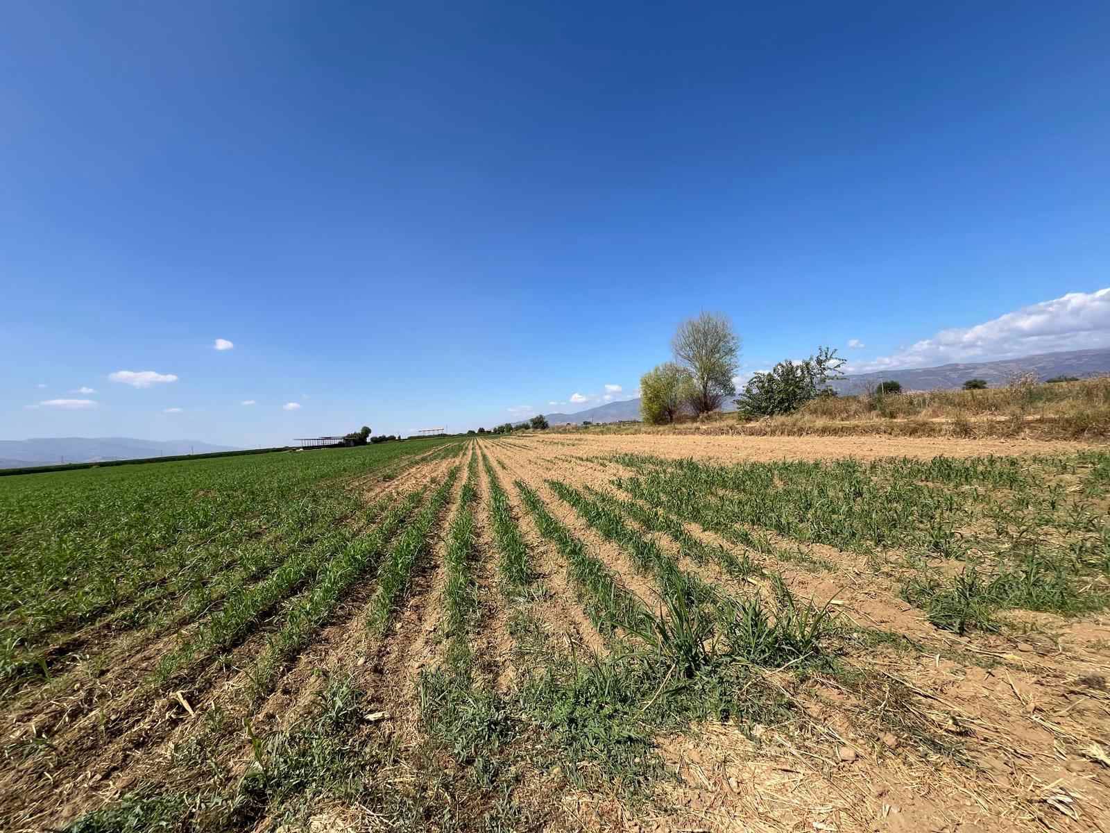 ÖDEMIŞ KARAKOVA BÖLGESINDE VERIMLI TARLA