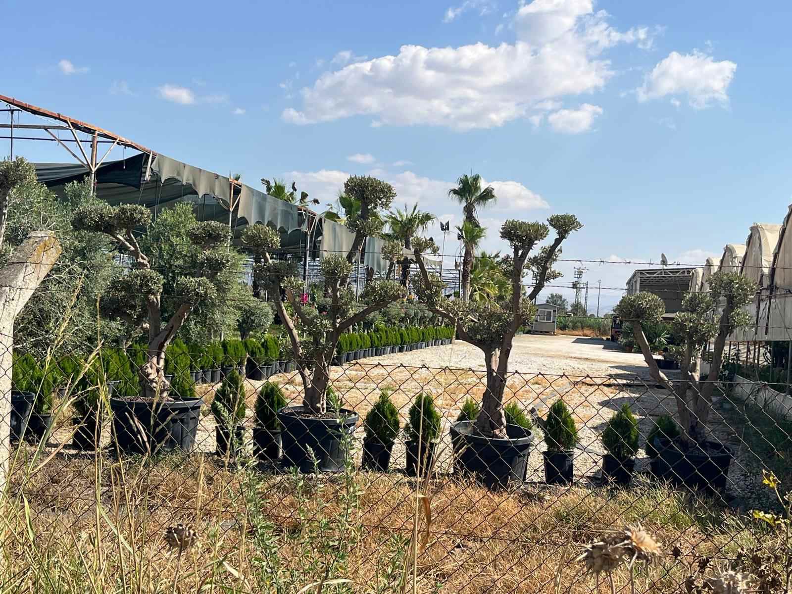 ÖDEMIŞ KARAKOVA BÖLGESINDE VERIMLI TARLA