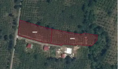 SAKARLI/YENIMAHALLE DE SATILIK 4311 M² FINDIK BAHÇESI