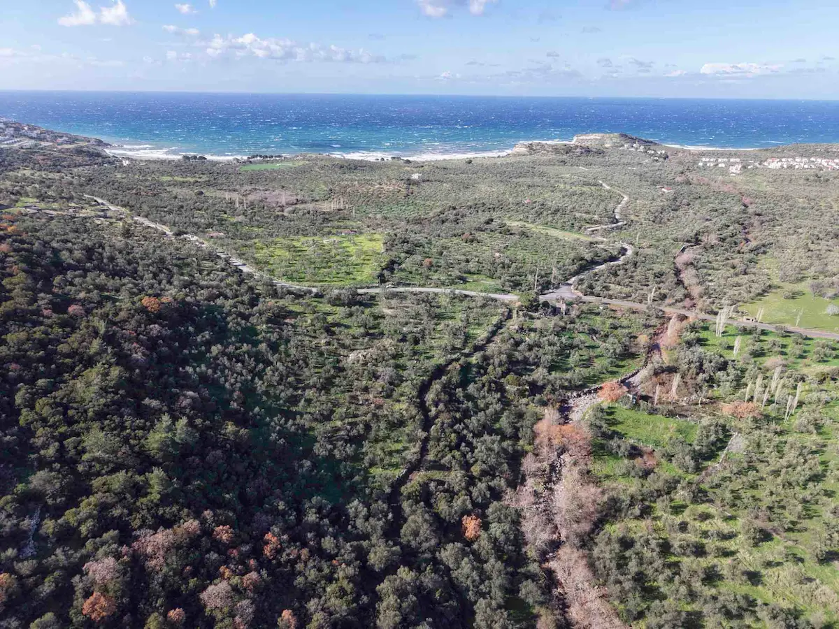 ÇANAKKALE AYVACIK BABAKALE'DE DENİZE YAKIN 7.700 M² ZEYTİNLİK