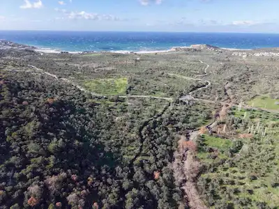 ÇANAKKALE AYVACIK BABAKALE'DE DENİZE YAKIN 7.700 M² ZEYTİNLİK