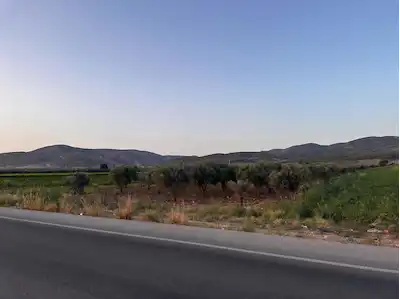 AKHİSAR KULAKSIZLAR MAH. 13 DÖNÜM ASVALTA SIFIR ZEYTİNLİK