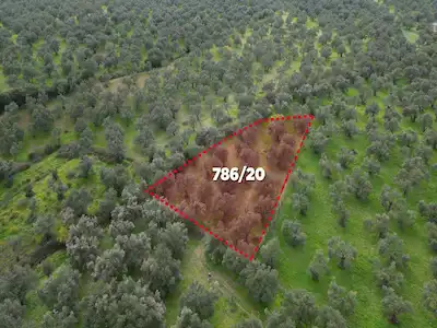 AYVALIKTA 200-300YILLIK AĞAÇLI, ANA YOLA YAKIN SATILIK ZEYTİNLİK
