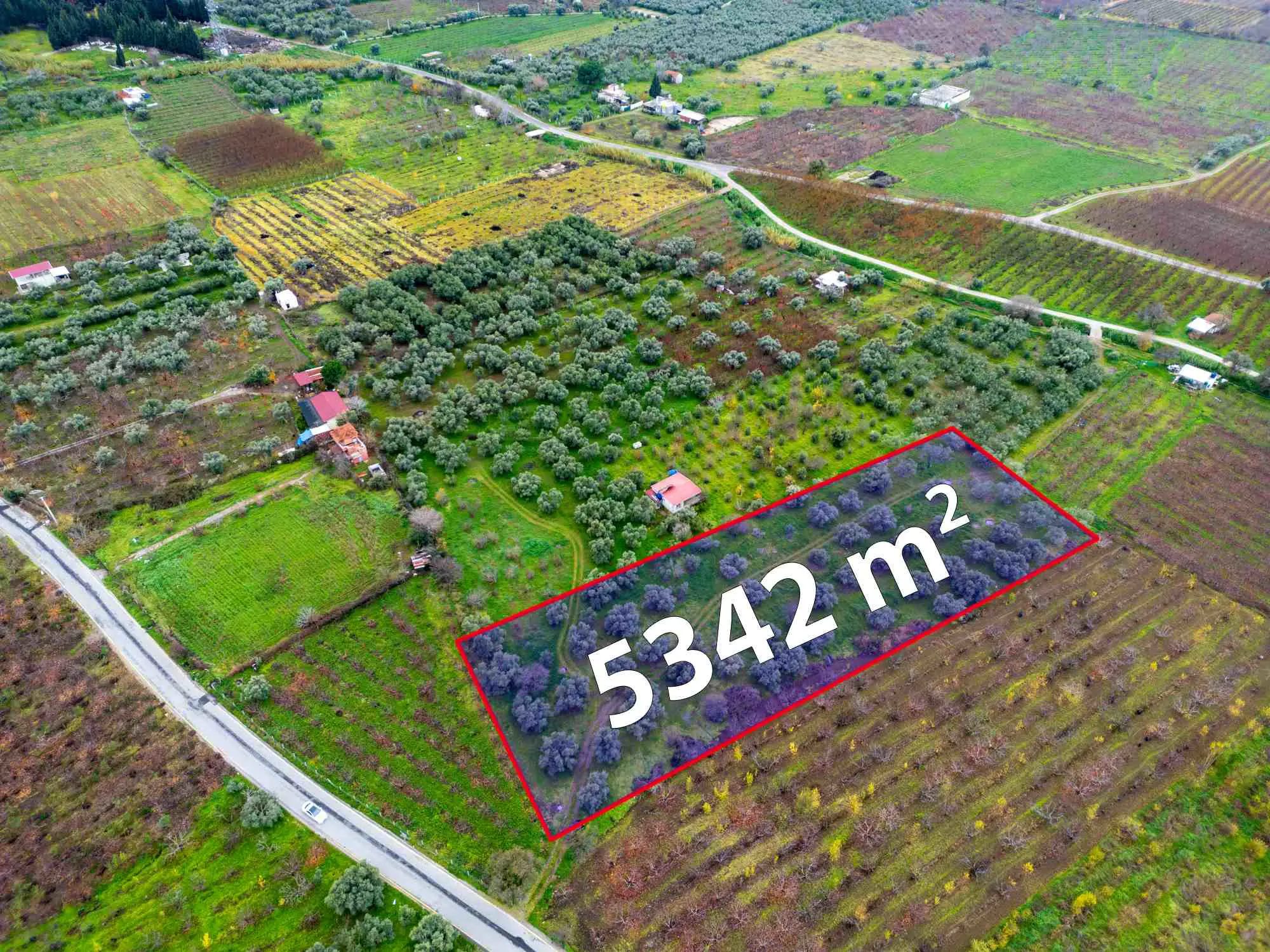  İZMIR KEMALPAŞA ÖREN’DE SATILIK 5.342 M² ZEYTINLI BAĞ