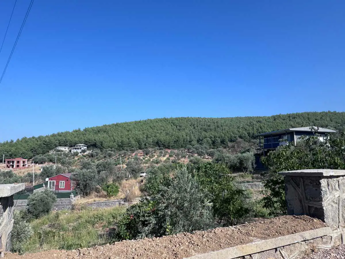KEMALPAŞA DAMLACIKTA 313 M² HİSSELİ YATIRIMLIK ZEYTİNLİK