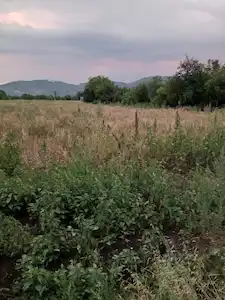 ÇELTIKÇI MERKEZE YAKIN LOKASYONDA 20,144 M2 SATILIK TARLA