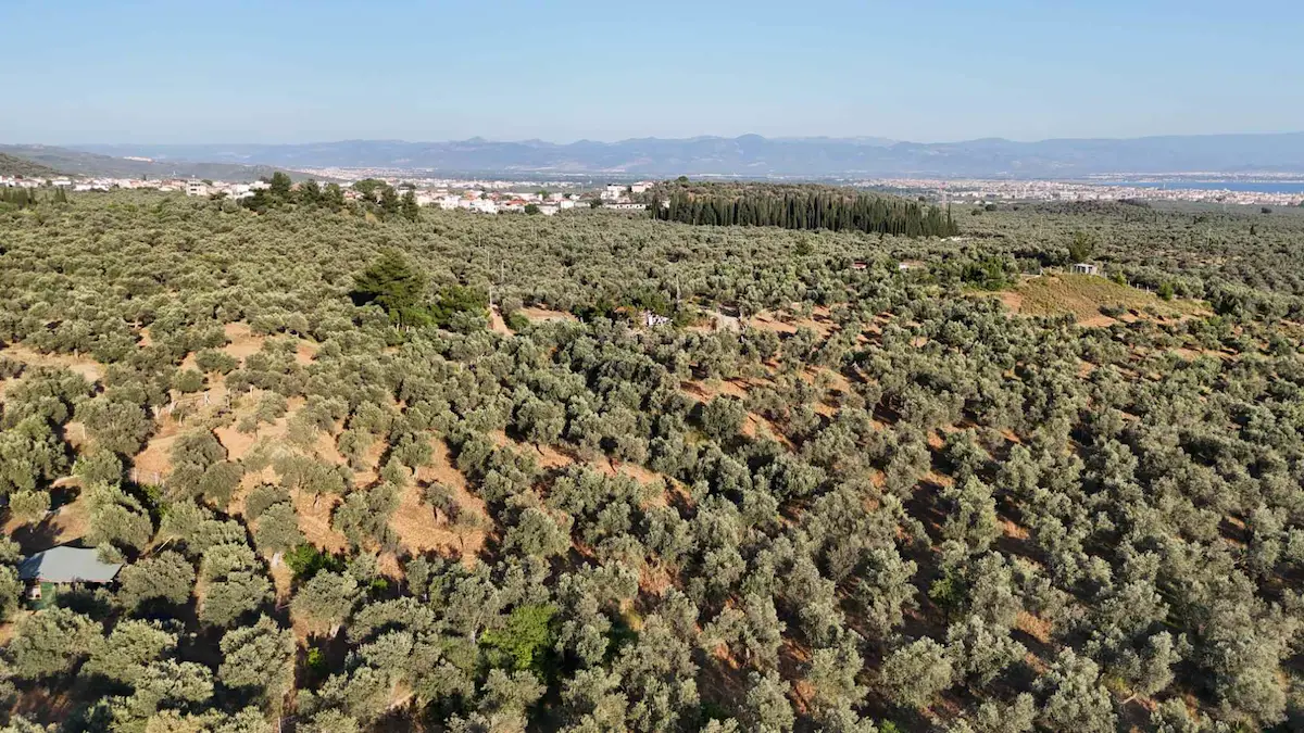 EDREMİT KIZILKEÇİLİDE 2227 M2 MÜSTAKİL PARSEL SATILIK  ZEYTİNLİK