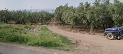 ORHANGAZİ YENİSÖLÖZ'DE GÖLE YAKIN, YOL KENARI SATILIK ZEYTİNLİK