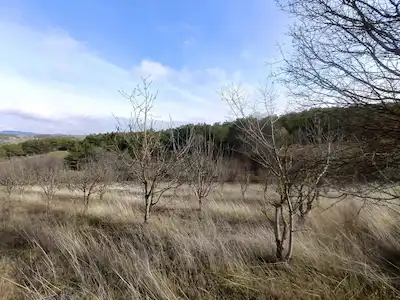 KENAN TÜRKMEN'DEN SATILIK BİLECİK YENİPAZAR'DA 2009M2 KİRAZ BAHÇESİ