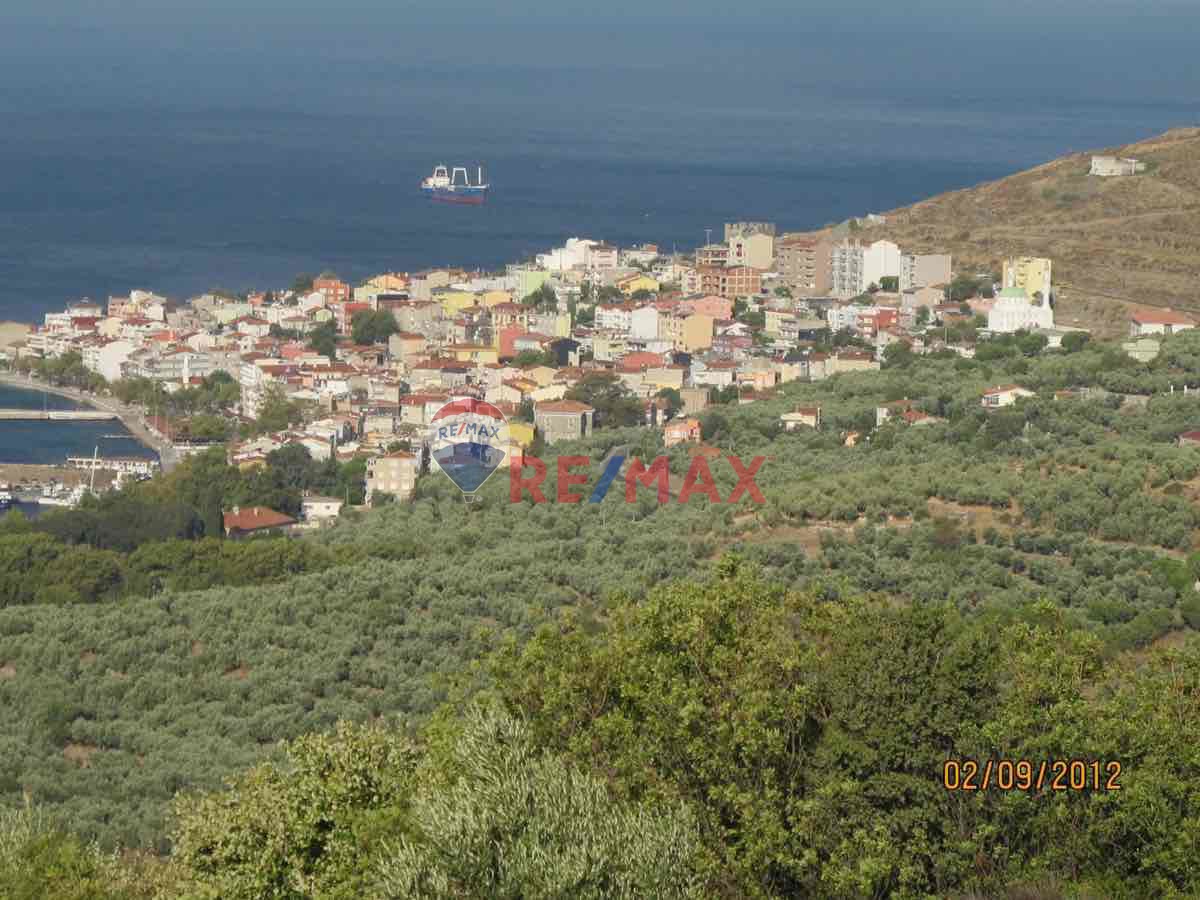 🏡 MARMARA ADASI OKULLAR MAHALLESİ’NDE 5.650 M² ZEYTİNLİK İÇİNDE 100 M² MÜSTAKİL EV!