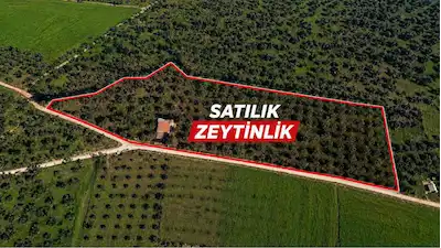 TORBALI ÇAKIRBEYLİ MAH SATILIK 8169M2 TEK TAPU ZEYTİNLİK