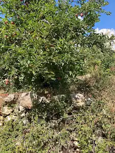 KAŞ GÖMBE'DE KONUT İMARLI SATILIK MÜSTAKİL PARSEL