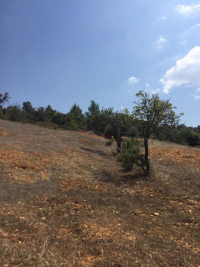 ÖDEMİŞ ÇOBANLAR KÖYÜNDE İÇİNDE MEYVE AĞAÇLARI OLAN ARSA