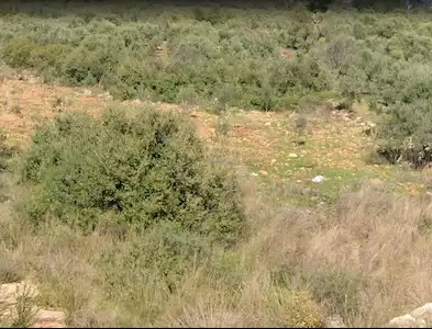 AKSU TOPALLIDA ÜÇÜ BİRARADA  SATILIK VİLLA ARSA