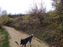 FIRSAT; TEKİRDAĞ ŞARKÖY'DE SATILIK DENİZ MANZARALI TARLA