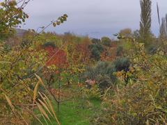 FIRSAT; TEKİRDAĞ ŞARKÖY'DE SATILIK DENİZ MANZARALI TARLA