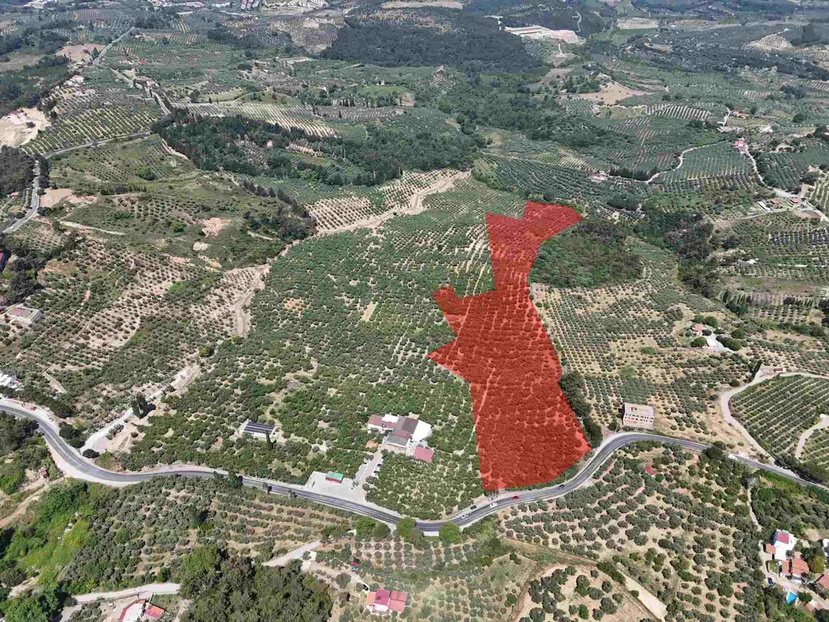 KUŞADASI SÖKE AĞAÇLI’DA 51.311 M² DENIZ MANZARALI, 50 YILLIK VERIMLI ZEYTINLIK