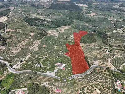 KUŞADASI SÖKE AĞAÇLI’DA 51.311 M² DENIZ MANZARALI, 50 YILLIK VERIMLI ZEYTINLIK