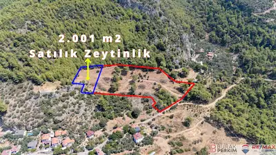 BURAK PERKİM 'DEN FETHİYE GÖCEKTE SATILIK 2.000 M² ZEYTİNLİK