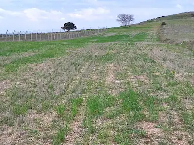 ESKİŞEHİR ODUNPAZARI DOĞANKAYA KÖYÜ SATILIK 4801 M2 TARLA