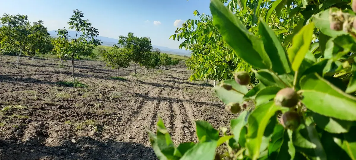 ÇORUM BOĞABAĞI VERİME YATMIŞ CEVİZ BAHÇESİ