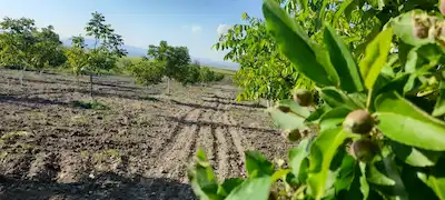 ÇORUM BOĞABAĞI VERİME YATMIŞ CEVİZ BAHÇESİ