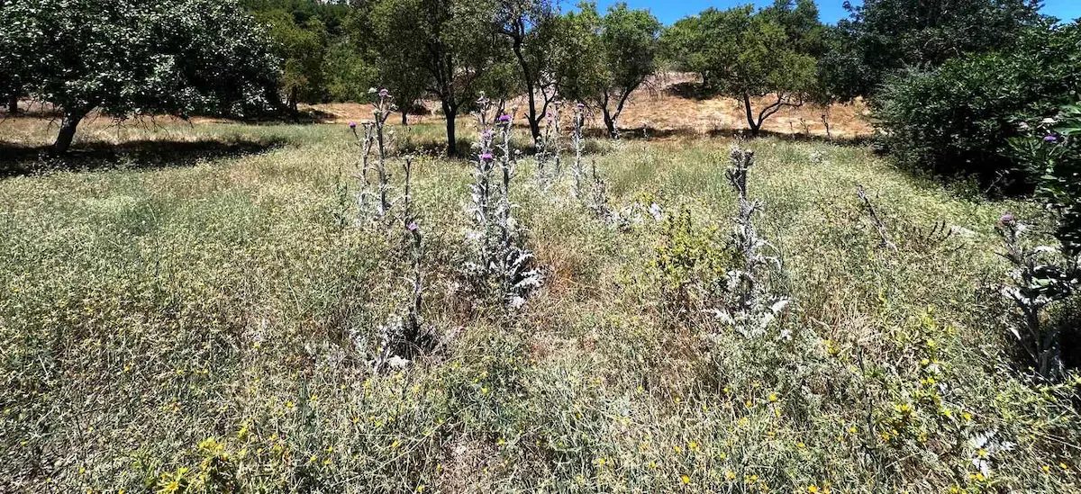 MUĞLA YATAĞAN ŞEREF KÖYÜ ZEYTİN BAHÇESİ 2 PARSEL BİRLİKTE SATILIK
