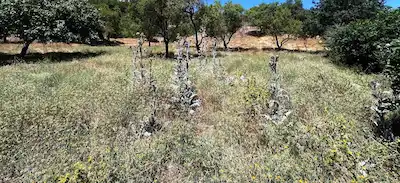 MUĞLA YATAĞAN ŞEREF KÖYÜ ZEYTİN BAHÇESİ 2 PARSEL BİRLİKTE SATILIK