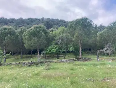 BERGAMA YERLITAHTACI 7.367 M² KADASTRO YOLU OLAN SATILIK TARLA