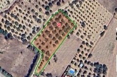 URLA ZEYTİNLER'DE 4262 M2 YOLA CEPHELI SATILIK  ZEYTİN AĞAÇLI TARLA