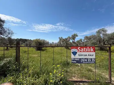 ŞEHIR MERKEZINE YAKIN 11.268 M² SATILIK ZEYTINLIK