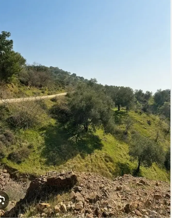 DİKİLİ KIRATLI DA