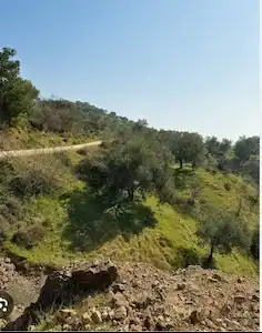 DİKİLİ KIRATLI DA