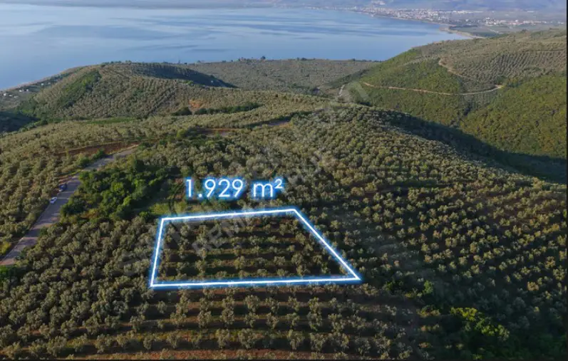 İZNIK AYDINLARDA ZEYTINLIK 1.929 M² YATIRIMLIK TARLA