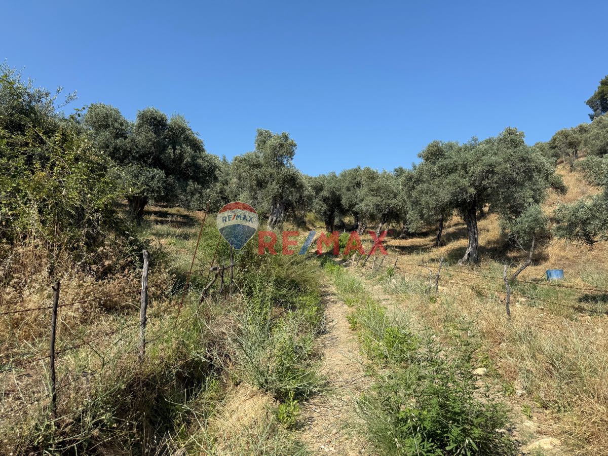 MİLAS BAFA’DA SATILIK YATIRIMLIK ZEYTİNLİK