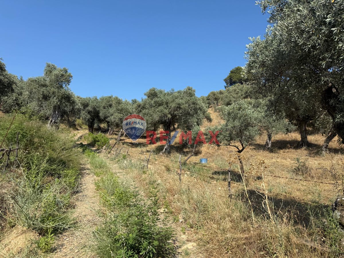 MİLAS BAFA’DA SATILIK YATIRIMLIK ZEYTİNLİK