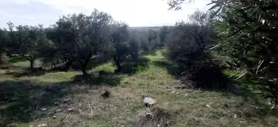 AYVALIK ALTINOVA DENİZ MANZARALI ZEYTINLİK