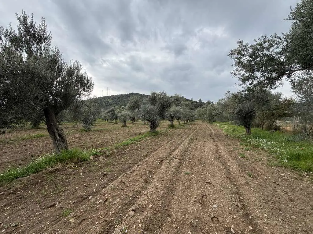 Property image 26