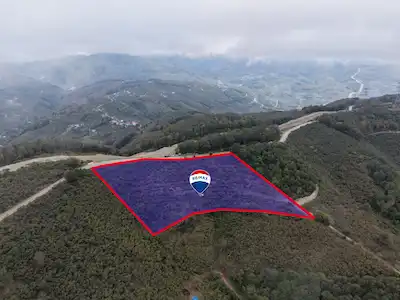 RE/MAX DIADAN CUMAYERİ SIRTPINARDA 9.695 M² BAKIMLI FINDIKLIK