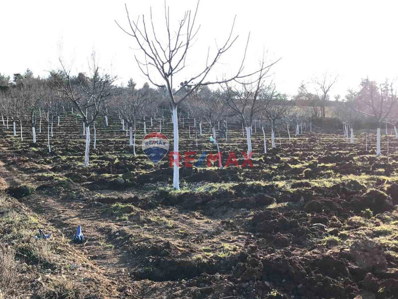 GÜNEY’DE 16,682 M2 BAKIMLI VERİMDE BADEMLİK & CEVİZLİK