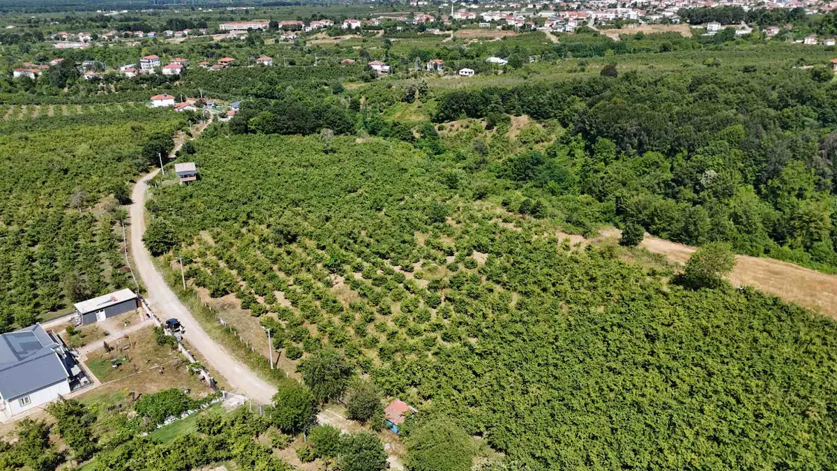 SAKARYA KARAPÜRÇEK MESUDİYE BAKIMLI DÜZ ZEMİN FINDIK TARLASI