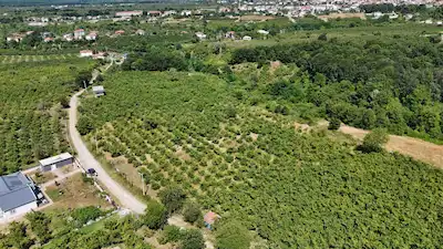 SAKARYA KARAPÜRÇEK MESUDİYE BAKIMLI DÜZ ZEMİN FINDIK TARLASI