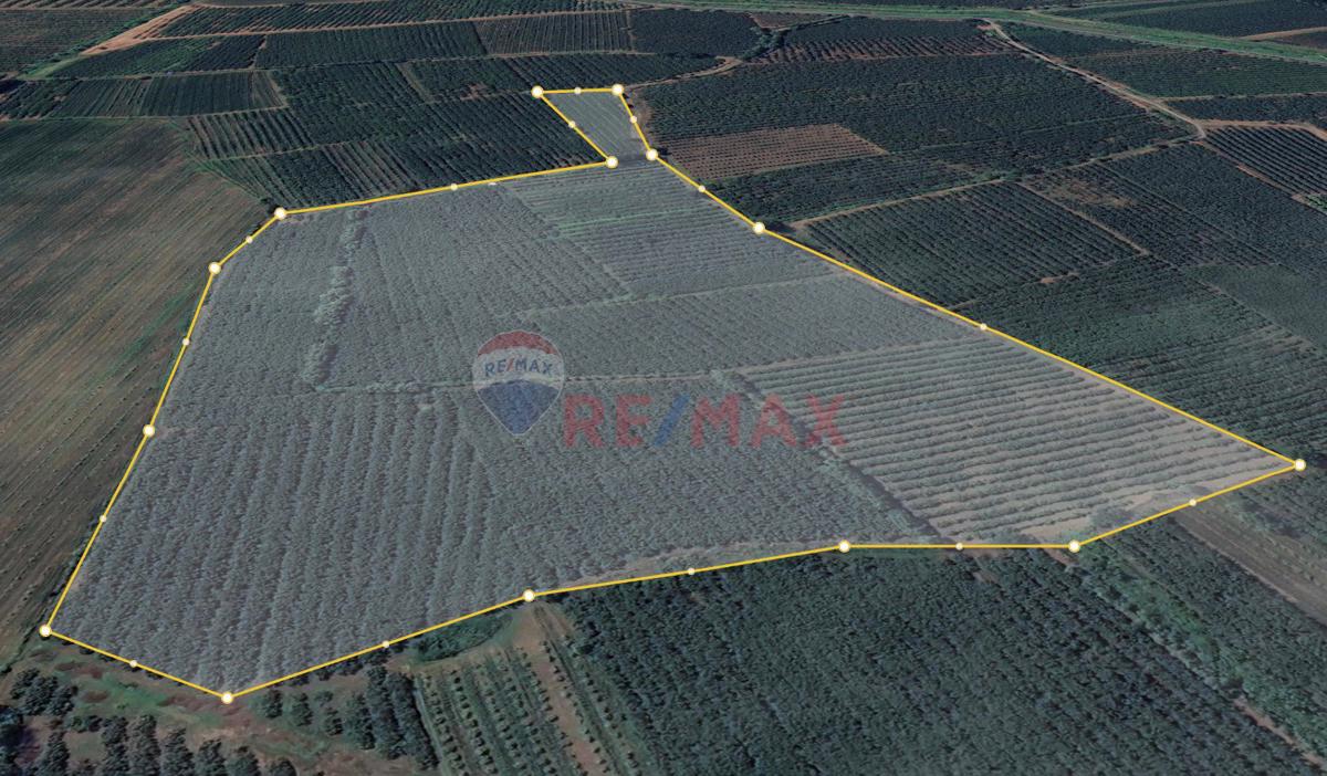 RE/MAX PARLA ALPER'DEN ÇARŞAMBA'DA EKİLİ FINDIK BAHÇESİ