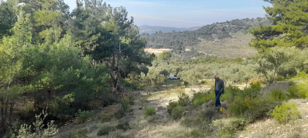 BERGAMA KOYUNELİNDE SATILIK ZEYTİNLİK