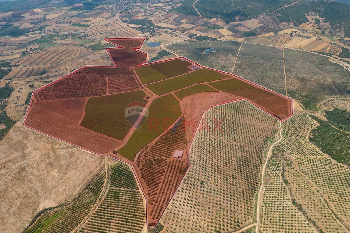 MANİSA SALİHLİ'DE SATILIK TARIMSAL ALAN 