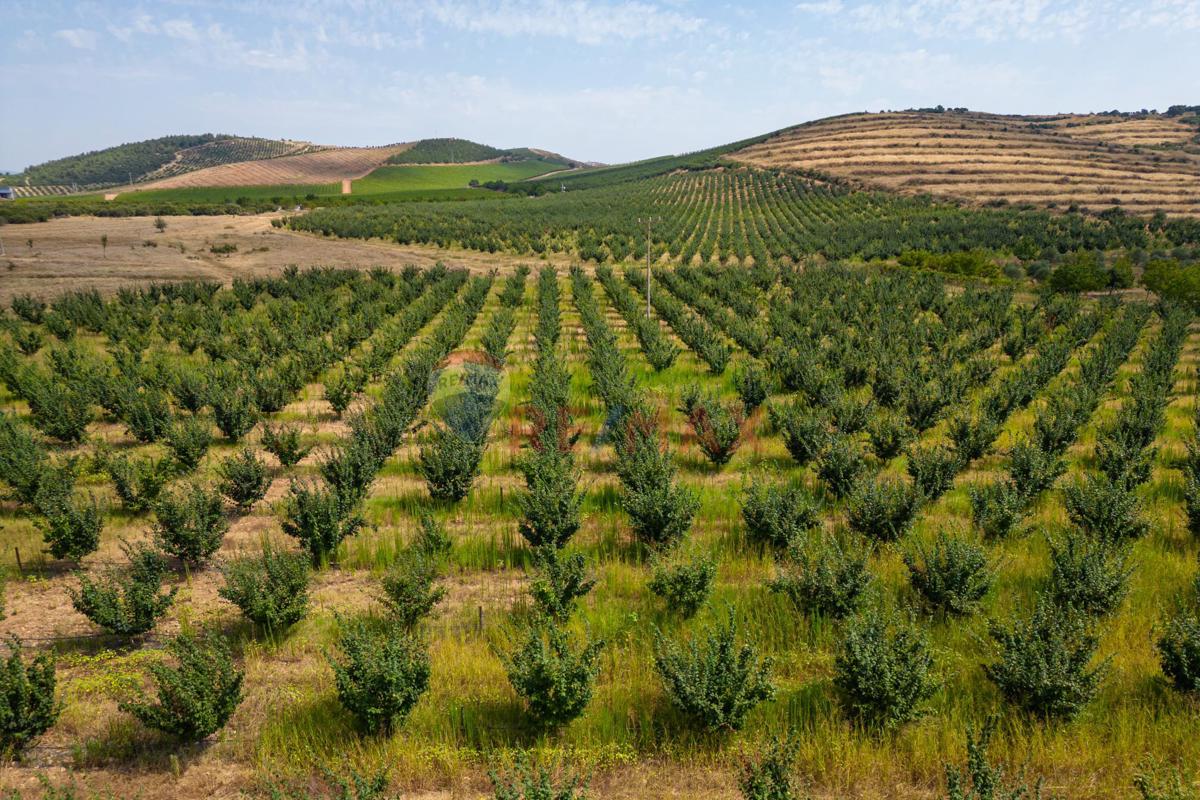 MANİSA SALİHLİ'DE SATILIK TARIMSAL ALAN 