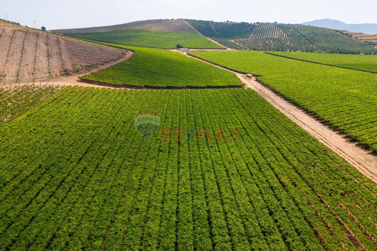 MANİSA SALİHLİ'DE SATILIK TARIMSAL ALAN 