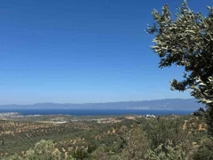 GÖMEÇ KEMALPAŞA'DA PANORAMIK DENIZ MANZARALI 11.688 M2 SATILIK ZEYTINLIK